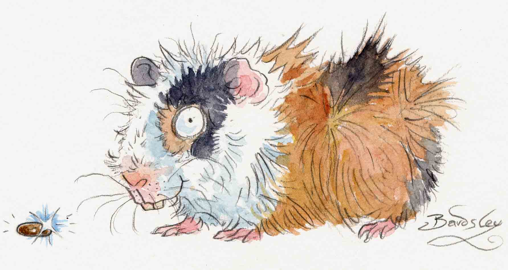 guinea pig illustration