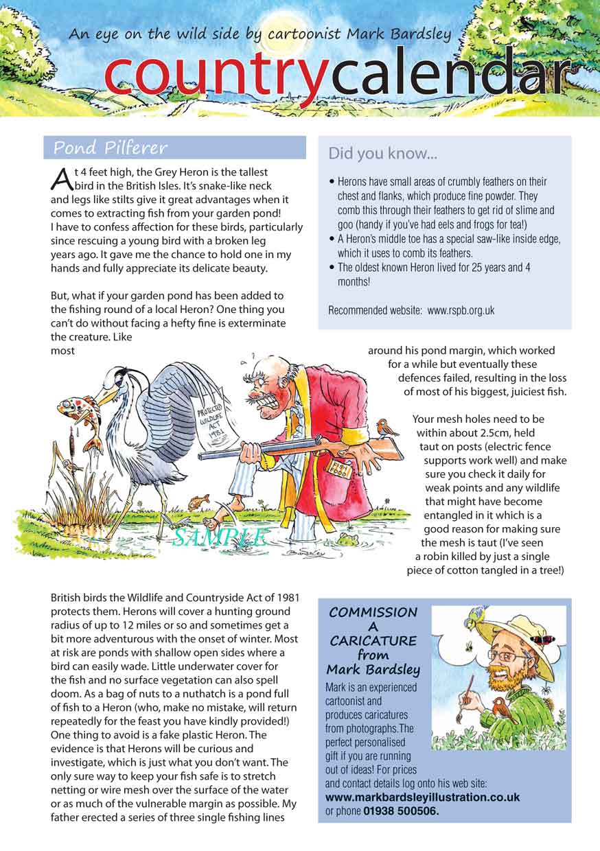 wildlife article on the heron for Chester living magazine