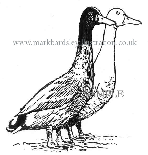 duck illustration for From little acorns by Terry Lamport