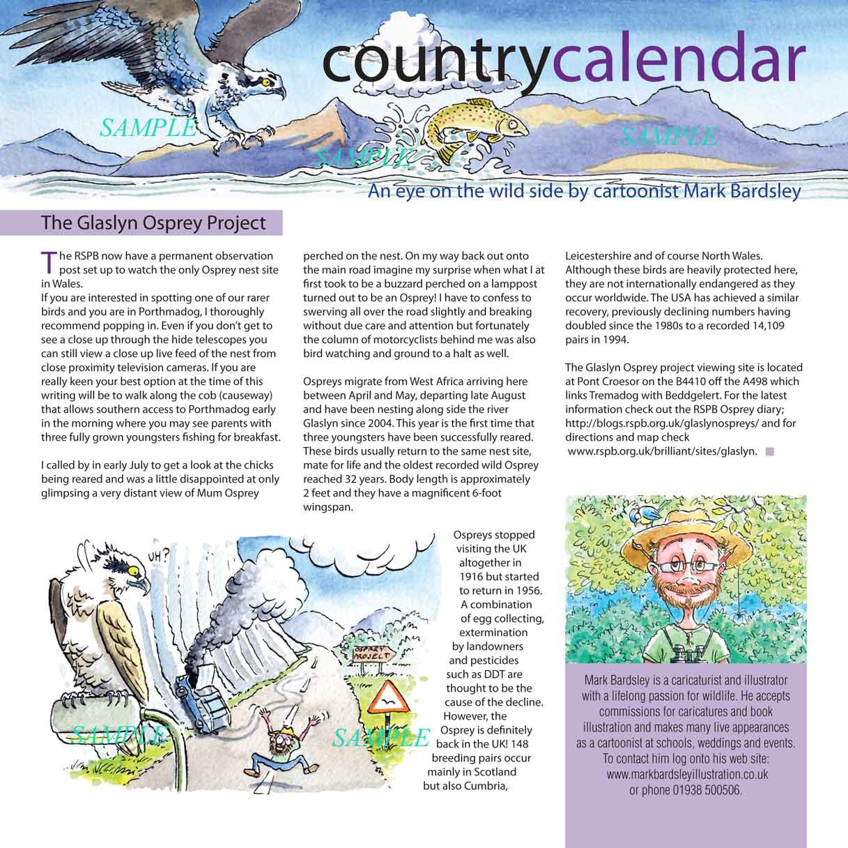 wildlife article on ospreys for Chester living magazine