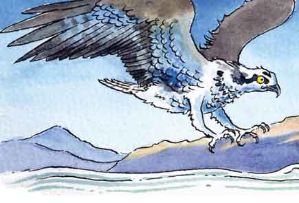 wildlife article for Chester Living Magazine on ospreys