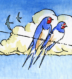 wildlife article for Chester Living Magazine on swallows