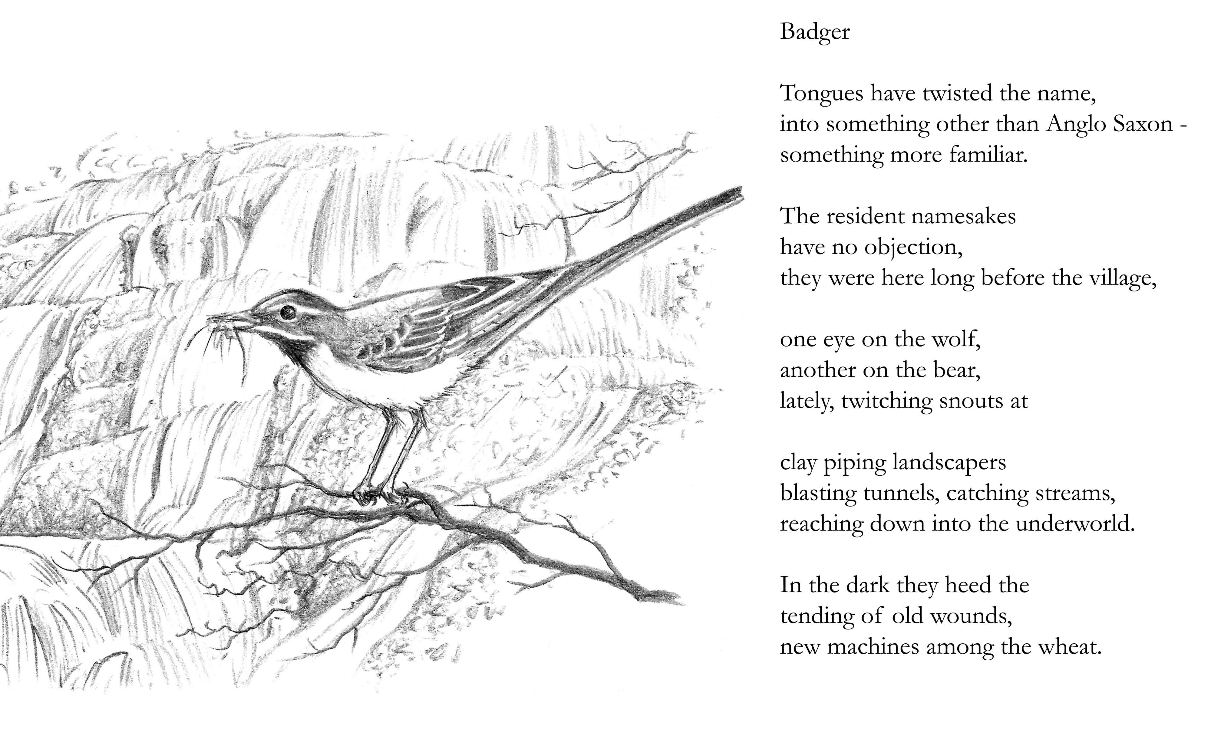 Grey wagtail in front of the waterfall at Badger Dingle, poem,'Badger' is part of the artwork here